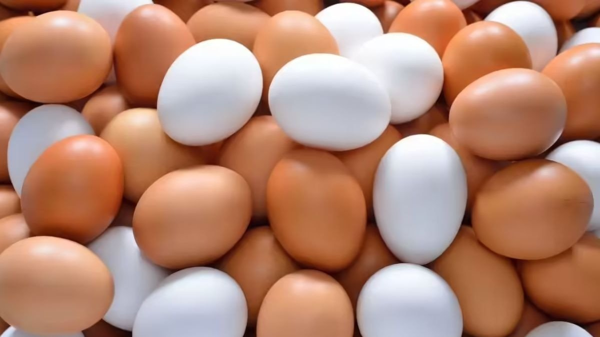 White eggs or brown eggs, which one is more nutritious?