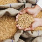 Wheat Scam : ਲੁਧਿਆਣਾ ਅਦਾਲਤ ਨੇ ਕਣਕ ਘੁਟਾਲੇ ‘ਚ 17 ਦੋਸ਼ੀਆਂ ਨੂੰ ਸੁਣਾਈ ਸਜ਼ਾ, 13 ਨੂੰ 5-5 ਸਾਲ ਦੀ ਸਜ਼ਾ, ਜਾਣੋ ਪੂਰਾ ਮਾਮਲਾ