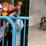 In Pics: BLACKPINK LISA Visits Viral Monkey Punch In Japan, Touching Moments Win The Internet