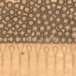 MIT researchers create injectable mini-livers that can support a failing liver