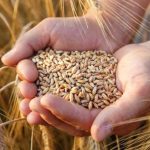 Punjab Farmer : ਪੰਜਾਬ ਦੇ ਕਿਸਾਨਾਂ ਲਈ ਵੱਡੀ ਖ਼ਬਰ, FCI ਵੱਲੋਂ ਕਣਕ ਦੇ ਗੁਣਵੱਤਾ ਮਾਪਦੰਡਾਂ ‘ਚ ਢਿੱਲ ਦੇਣ ਦੀ ਸਿਫ਼ਾਰਸ਼