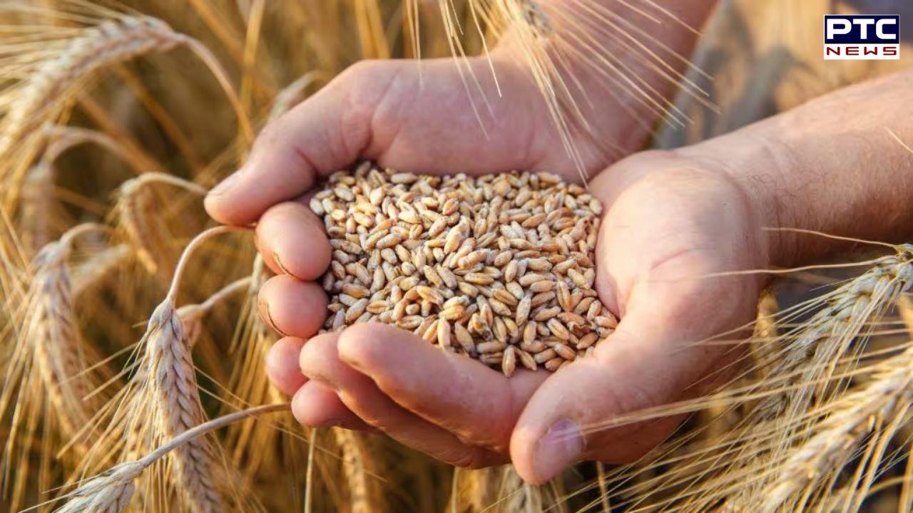 Punjab Farmer : ਪੰਜਾਬ ਦੇ ਕਿਸਾਨਾਂ ਲਈ ਵੱਡੀ ਖ਼ਬਰ, FCI ਵੱਲੋਂ ਕਣਕ ਦੇ ਗੁਣਵੱਤਾ ਮਾਪਦੰਡਾਂ ‘ਚ ਢਿੱਲ ਦੇਣ ਦੀ ਸਿਫ਼ਾਰਸ਼