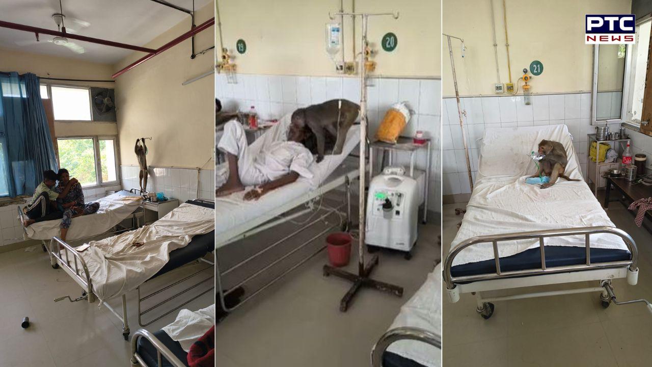 Viral Video : ਅਬੋਹਰ ‘ਚ ਬਾਂਦਰ ਨੇ ਸਰਕਾਰੀ ਹਸਪਤਾਲ ਦਾ ਕੀਤਾ ‘ਮੁਆਇਨਾ’, ਮਰੀਜ਼ਾਂ ਤੇ ਨਾਲ ਦਵਾਈਆਂ ਕੀਤੀਆਂ ਚੈਕ !