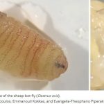 Woman sneezes out ‘worms’ in rare infection doctors call ‘biologically implausible’