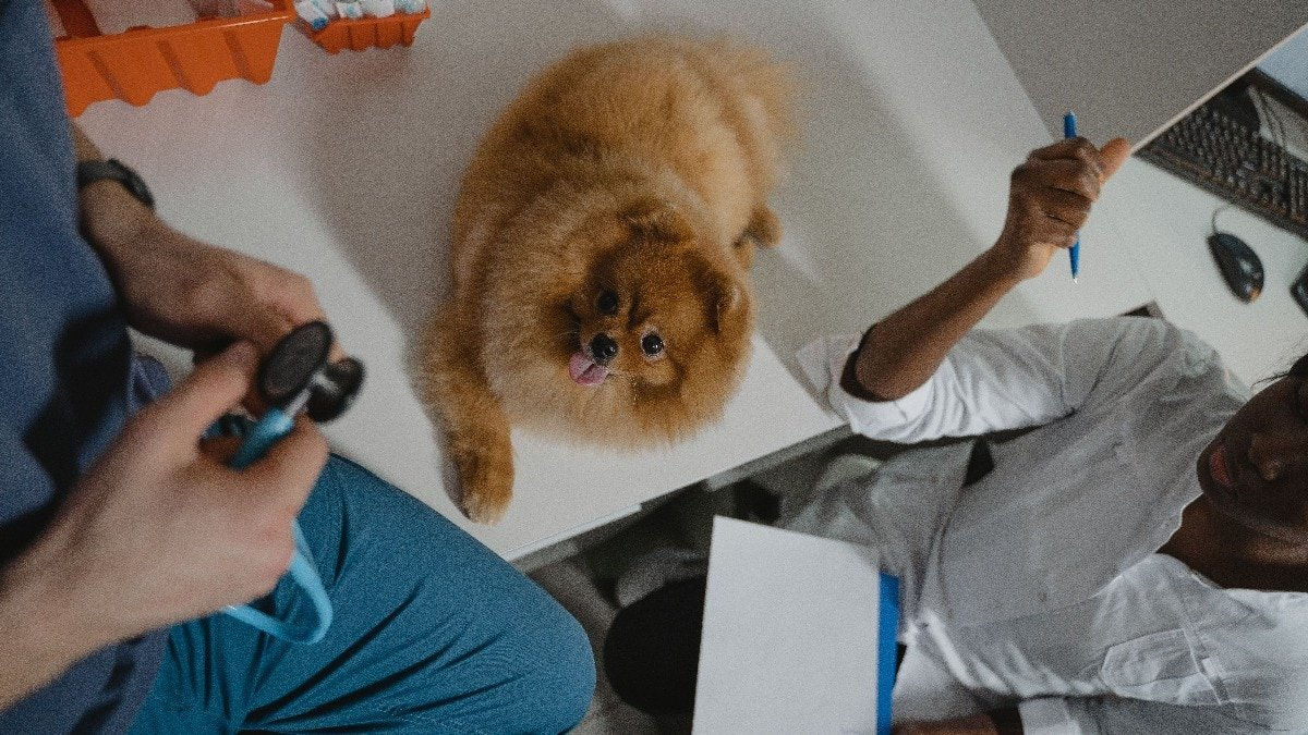 From playful puppies to senior pets: Why bone health deserves more attention