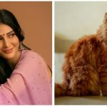 Shruti Haasan’s experience with a severe allergy after adopting a Persian kitten raises questions about cat allergies, symptoms and who should be cautious. (Image: Instagram and Pexels)