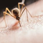 India’s first dengue vaccine to arrive in 2027: What is Qdenga and how does it work?