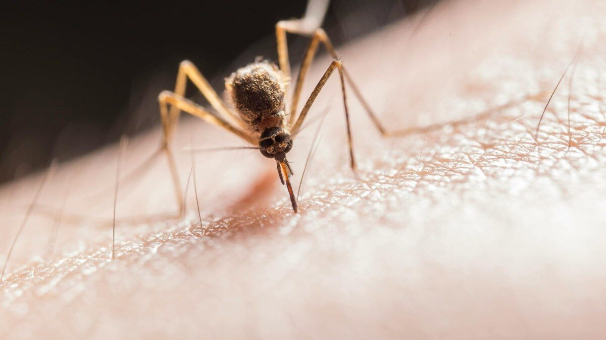 India’s first dengue vaccine to arrive in 2027: What is Qdenga and how does it work?