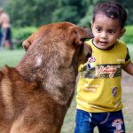 Rabies vaccine before a dog bite: Which children actually need it?